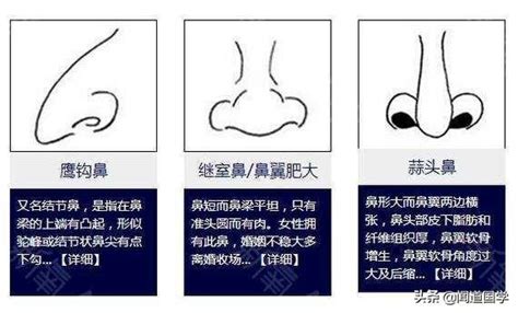 鼻挺 面相|鼻挺的面相特質解析